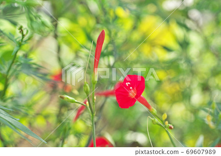 紅Hagoromorukosou花 69607989