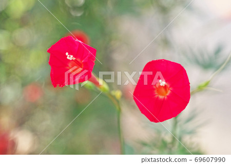 紅Hagoromorukosou花 69607990