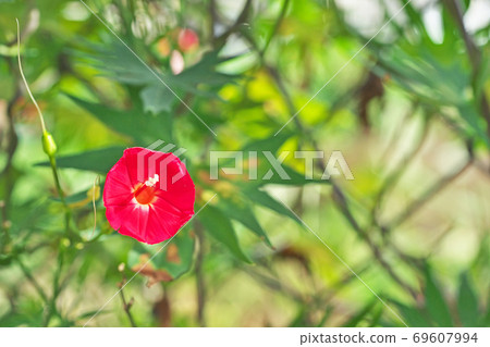 紅Hagoromorukosou花 69607994