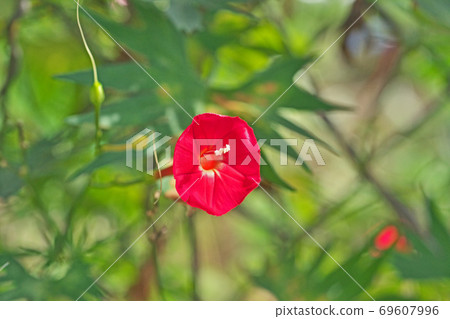 紅Hagoromorukosou花 69607996