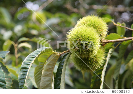 Chestnut chestnut chestnut igaguri Chestnut chestnut chestnut igaguri 69608183