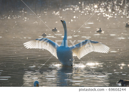 Flapping swan Flapping swan 69608244