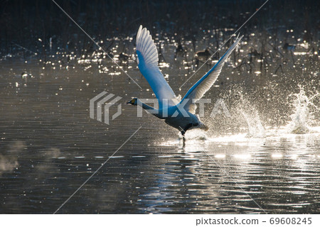 A flying swan A flying swan 69608245