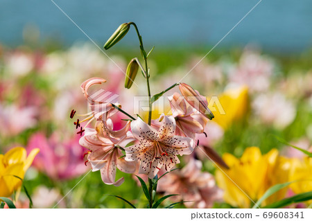 Lily flower Lily flower 69608341