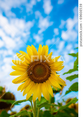 Blue sky and sunflower 69608539