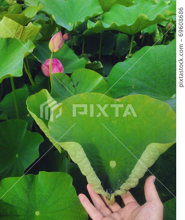 Heart-shaped lotus of Yamasa lotus flower garden Heart-shaped lotus of Yamasa lotus flower garden 69608686