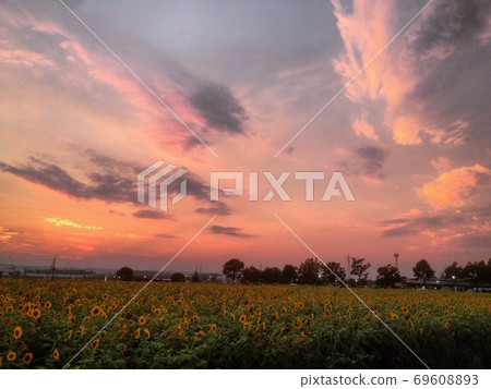 小野市向日葵山公園 69608893
