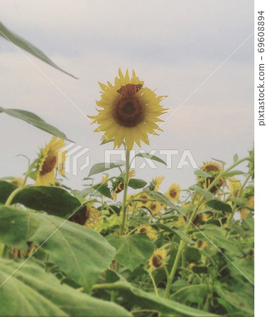 小野市向日葵山公園 69608894