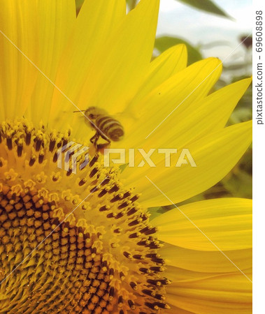 Ono City Sunflower Hill Park 69608898