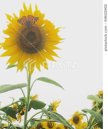 Ono City Sunflower Hill Park Ono City Sunflower Hill Park 69608900