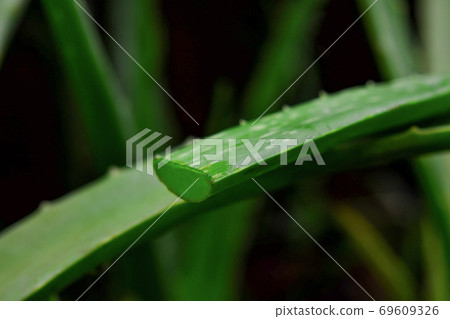 Aloe vera in the garden on black background Aloe vera in the garden on black background 69609326