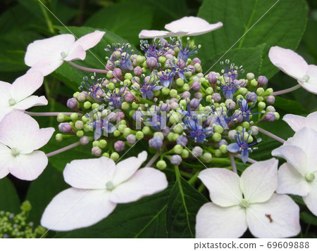 Hydrangea Hydrangea 69609888