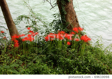 The clear stream of the Tama River and the red cluster amaryllis on the riverbank (4) 69610098