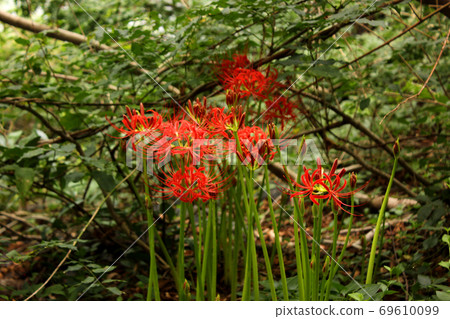 Cluster amaryllis on the Mitake Gorge promenade with many buds (6) 69610099