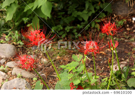 Cluster amaryllis blooming on the Mitake Gorge promenade (5) 69610100