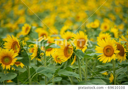 Sunflower in full bloom Sunflower field 69610108