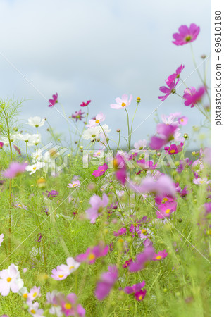 Cosmos (film-like development) 69610180