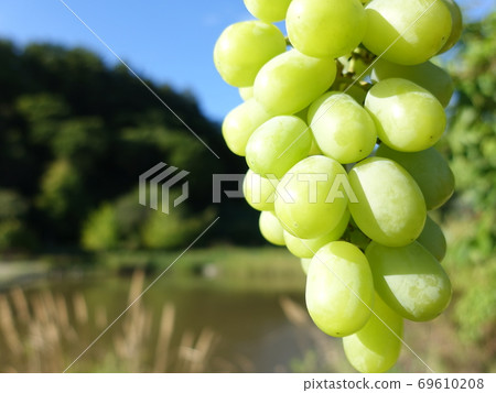 Shine Muscat grapes grapes 69610208