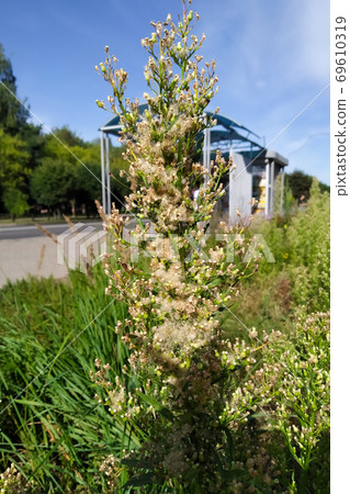 Small-petaled canadian against a bright blue sky Small-petaled canadian against a bright blue sky 69610319