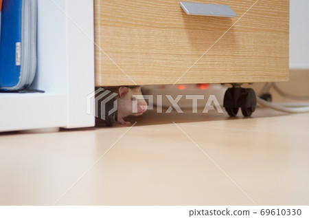 白金倉鼠逃出籠子 白金倉鼠逃出籠子 69610330