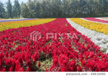 四季彩之岡的花朵 69610400