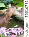 Capybara relaxing in the petal bath 69610732