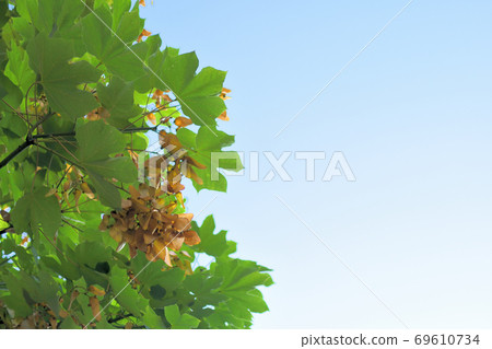 Ripe fruit Aogiri Ripe fruit Aogiri 69610734