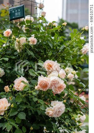 Rose Rococo Sapporo Odori Park 69610751