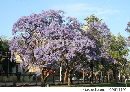 藍花car綠樹成蔭的道路南非比勒陀利亞 69611191