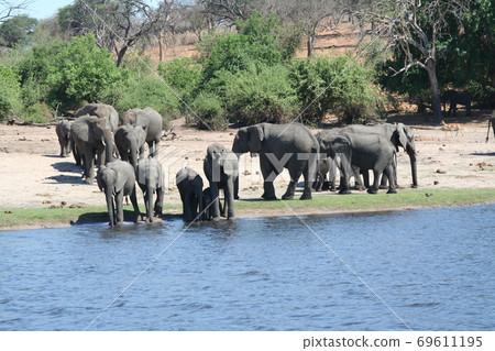 Elephant herd Botswana Africa Elephant herd Botswana Africa 69611195