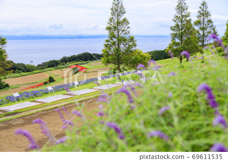 淡路花奈Sajiki早秋花 69611535