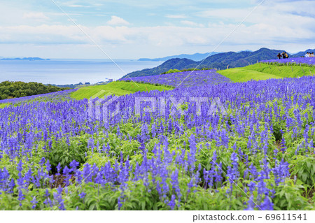 Awaji Hanasajiki Early Autumn Flowers Awaji Hanasajiki Early Autumn Flowers 69611541