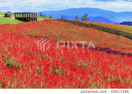 Awaji Hanasajiki Early Autumn Flowers 69611566