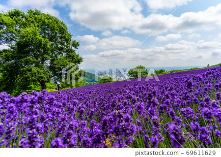 Hokkaido Sapporo City Horomi Rin Lavender 69611629