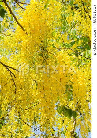 Yellow Blossom of Cassia Fistula (or Golden Shower Tree) is Blooming on the Season of Summer. Yellow Blossom of Cassia Fistula (or Golden Shower Tree) is Blooming on the Season of Summer. 69612315