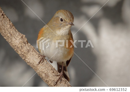 A lovely dancing winter bird-Ruri 鶲 69612352