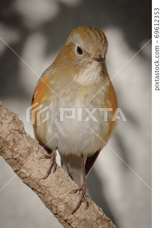 A lovely dancing winter bird-Ruri 鶲 A lovely dancing winter bird-Ruri 鶲 69612353