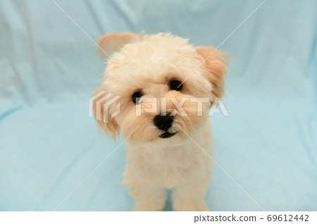 Marupu Marupu 69612442