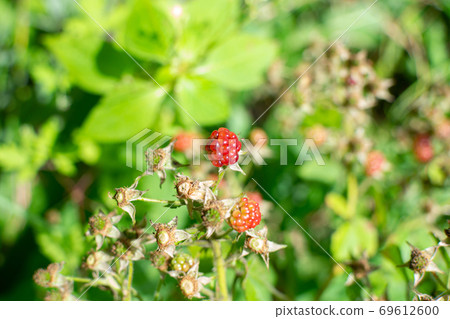 Wild young bramble, blackberry grow in Sokolniki park, Moscow 69612600