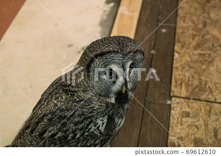 Great gray owl Strix nebulosa sits indoors Great gray owl Strix nebulosa sits indoors 69612610