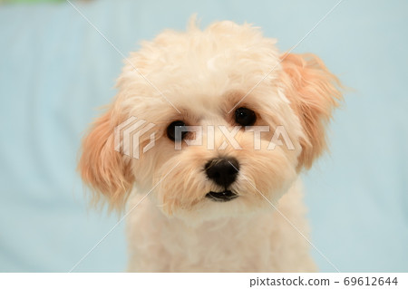 Marupu Marupu 69612644