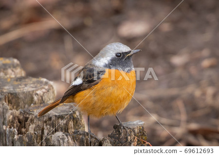 Adorable winter bird-jobitaki 69612693