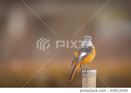Adorable winter bird-jobitaki Adorable winter bird-jobitaki 69612696