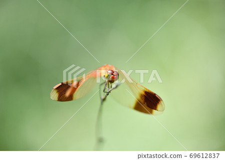 The most beautiful red dragonfly [Miyama Akane] male 69612837