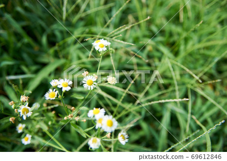 Himejoon, weeds, wild flowers, up 69612846