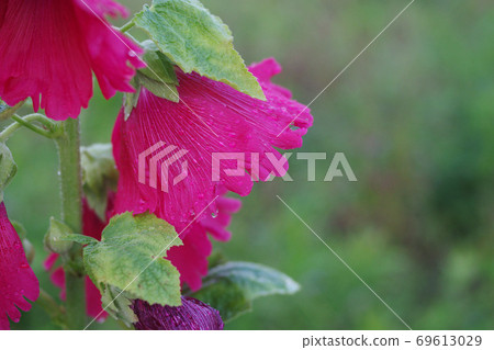 Red flower of hollyhocks 69613029