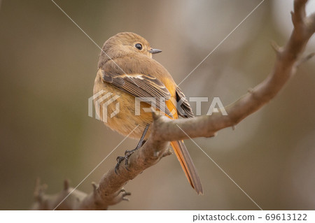 Winter bird Daurian Redstart with a lovely gesture Winter bird Daurian Redstart with a lovely gesture 69613122