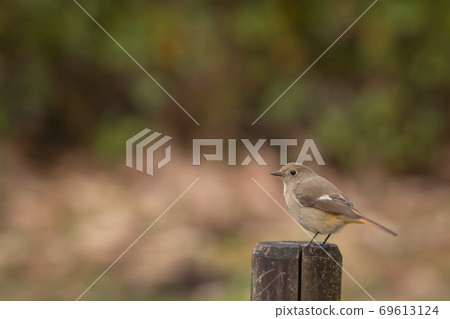 Winter bird Daurian Redstart with a lovely gesture Winter bird Daurian Redstart with a lovely gesture 69613124