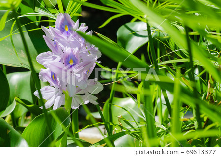 Water Hyacinth Flower (or Eichhornia Crassipes is botanical name) is Bloom in the Sunlight on Summer Season. Water Hyacinth Flower (or Eichhornia Crassipes is botanical name) is Bloom in the Sunlight on Summer Season. 69613377