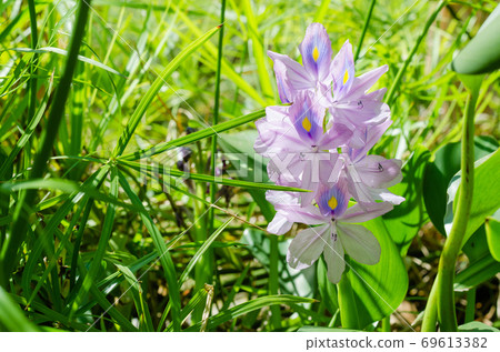 Water Hyacinth Flower (or Eichhornia Crassipes is botanical name) is Bloom in the Sunlight on Summer Season. 69613382